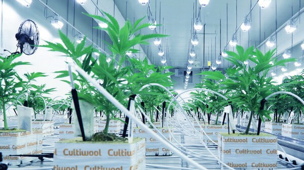 light_strategy_cannabis